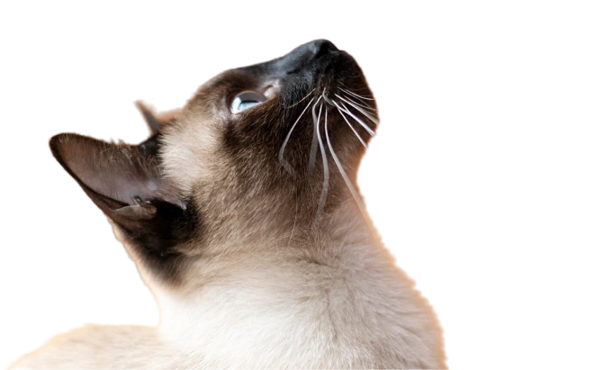 SEO Image